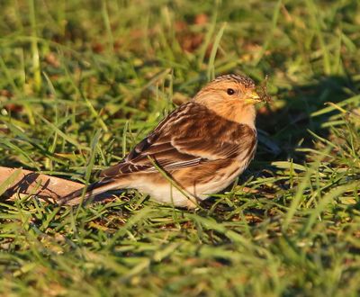 Frater - Twite