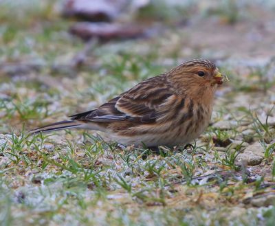 Frater - Twite