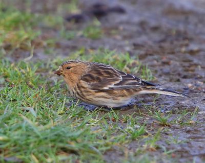 Frater - Twite