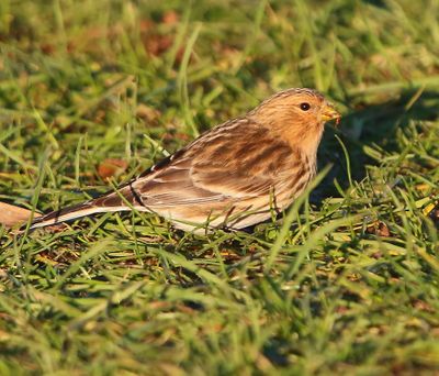 Frater - Twite