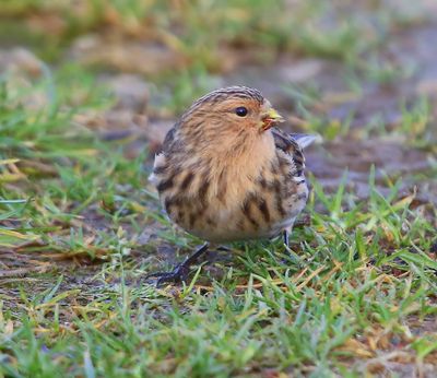 Frater - Twite