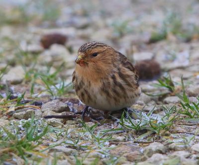 Frater - Twite