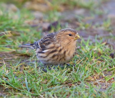 Frater - Twite
