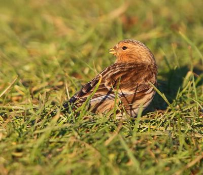 Frater - Twite