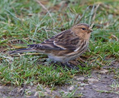 Frater - Twite