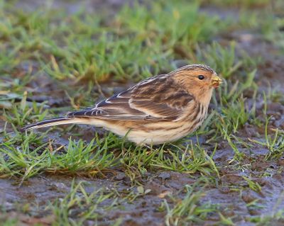 Frater - Twite