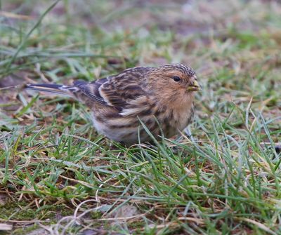 Frater - Twite
