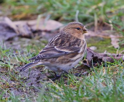 Frater - Twite