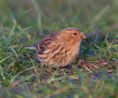 Frater - Twite