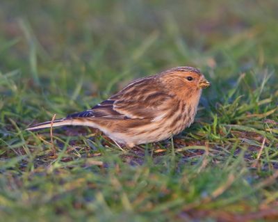 Frater - Twite