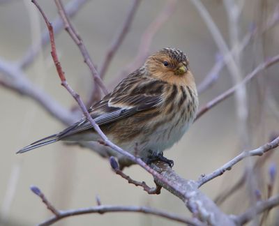 Frater - Twite