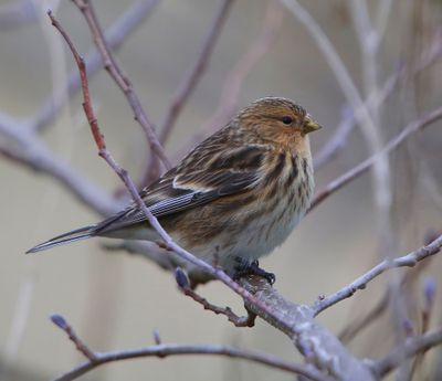 Frater - Twite