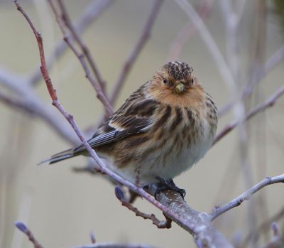 Frater - Twite