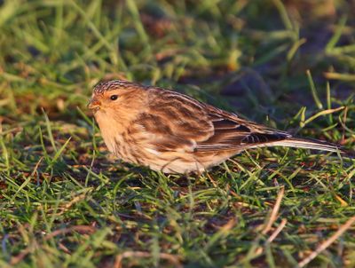 Frater - Twite