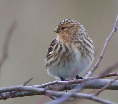 Frater - Twite