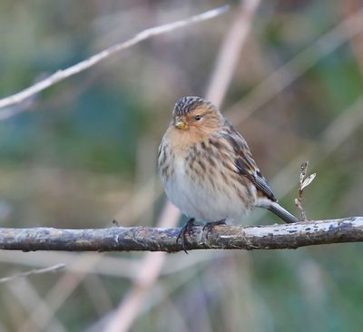 Frater - Twite