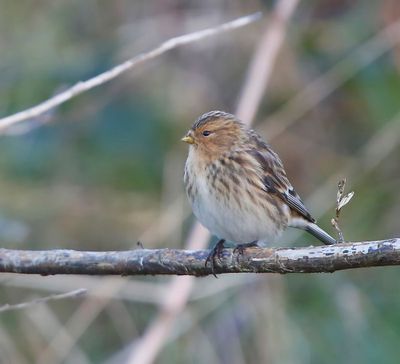 Frater - Twite