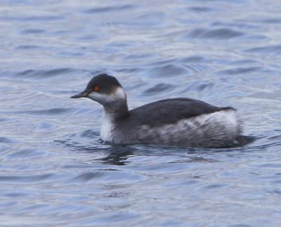 Geoorde Fuut - Black-necked Grebe
