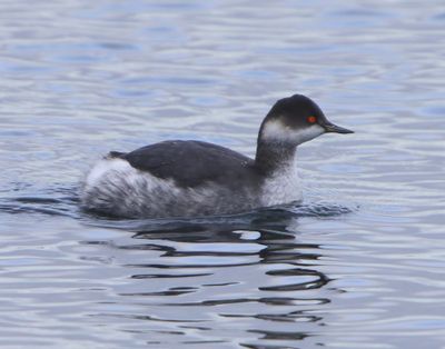 Geoorde Fuut - Black-necked Grebe