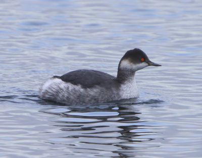 Geoorde Fuut - Black-necked Grebe
