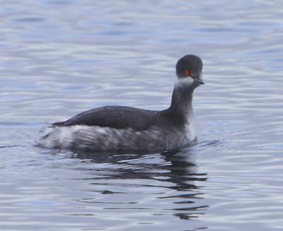 Geoorde Fuut - Black-necked Grebe