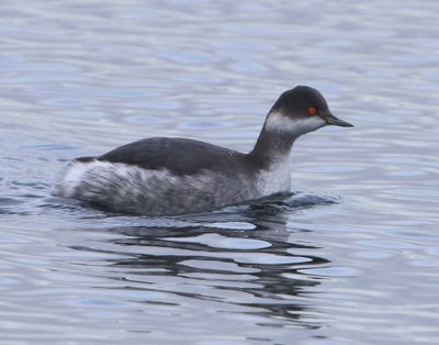Geoorde Fuut - Black-necked Grebe