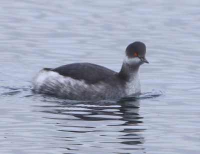 Geoorde Fuut - Black-necked Grebe