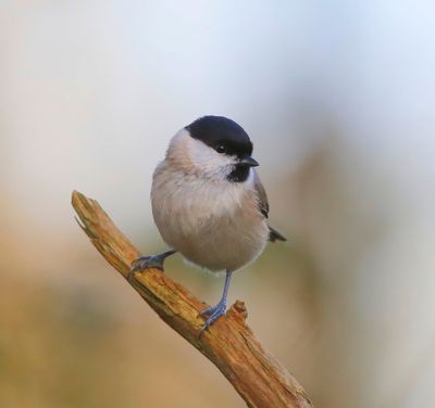 Glanskop - Marsh Tit