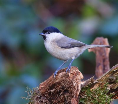 Glanskop - Marsh Tit