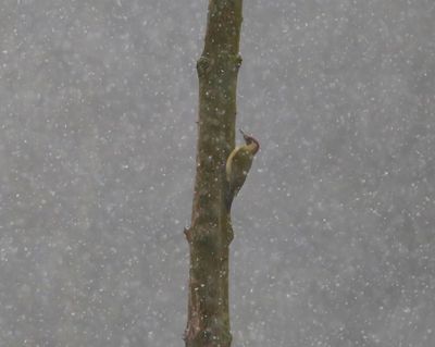 Groene Specht - European Green Woodpecker