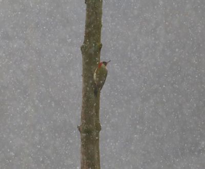 Groene Specht - European Green Woodpecker