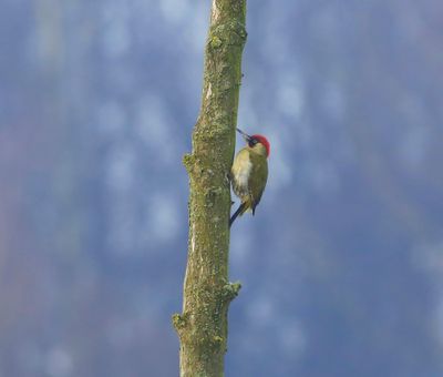 Groene Specht - European Green Woodpecker
