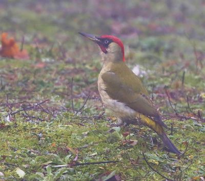 Groene Specht - European Green Woodpecker
