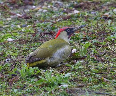 Groene Specht - European Green Woodpecker