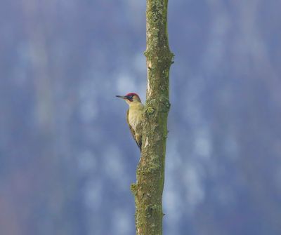 Groene Specht - European Green Woodpecker