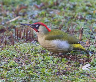 Groene Specht - European Green Woodpecker