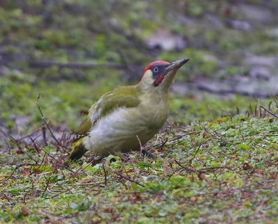 Groene Specht - European Green Woodpecker
