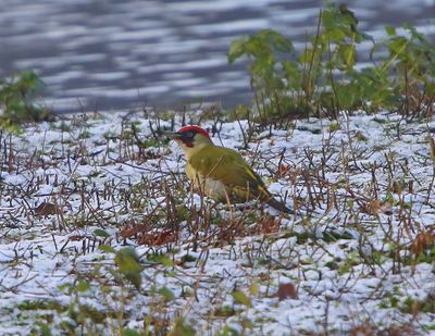 Groene Specht - European Green Woodpecker