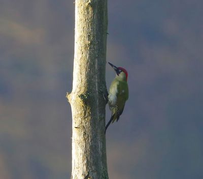 Groene Specht - European Green Woodpecker