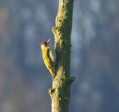 Groene Specht - European Green Woodpecker