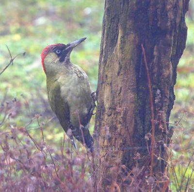 Groene Specht - European Green Woodpecker