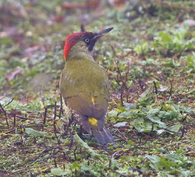 Groene Specht - European Green Woodpecker