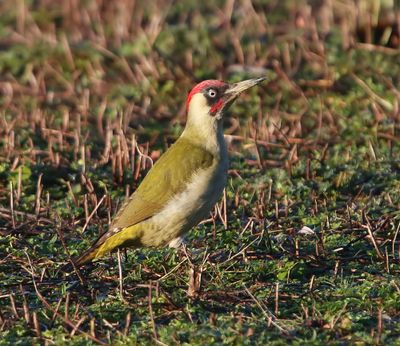 Groene Specht - European Green Woodpecker