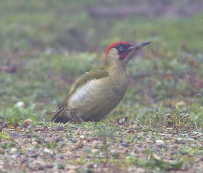 Groene Specht - European Green Woodpecker