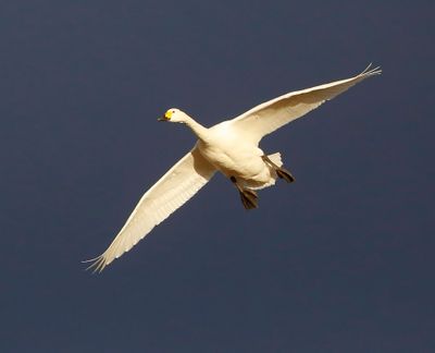 Kleine Zwaan - Bewick's Swan