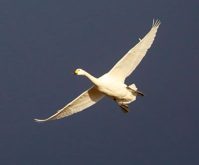Kleine Zwaan - Bewick's Swan