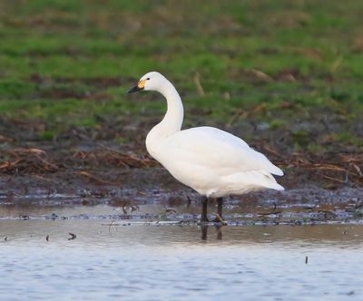 Kleine Zwaan - Bewick's Swan