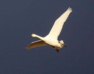 Kleine Zwaan - Bewick's Swan