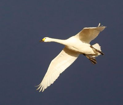Kleine Zwaan - Bewick's Swan