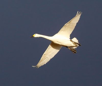 Kleine Zwaan - Bewick's Swan